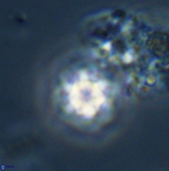 Olladiscoaster bordii 31268