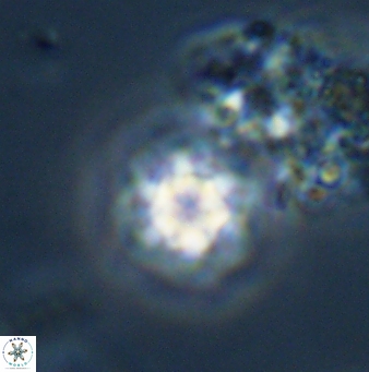 Olladiscoaster bordii 31268