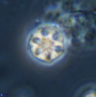 Olladiscoaster bordii 31269