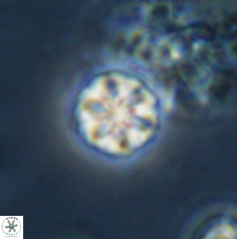 Olladiscoaster bordii 31270