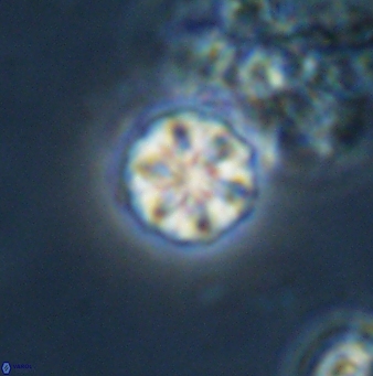 Olladiscoaster bordii 31271