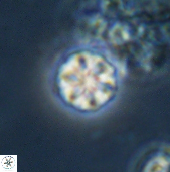 Olladiscoaster bordii 31271