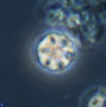 Olladiscoaster bordii 31272