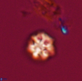 Olladiscoaster bordii 31277