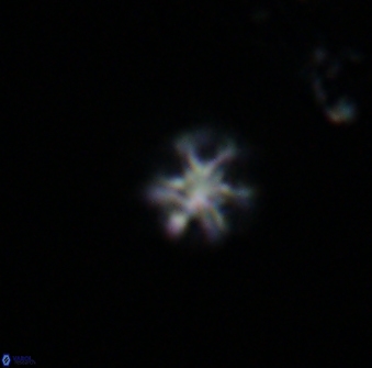 Olladiscoaster bordii 31278