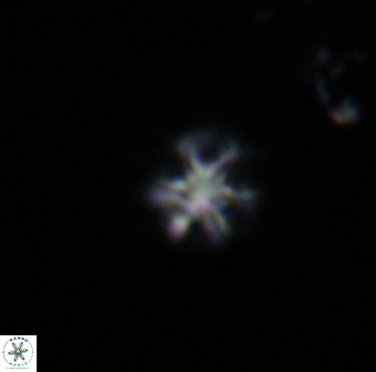 Olladiscoaster bordii 31278