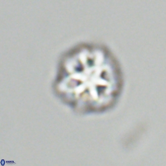 Olladiscoaster bordii 31280