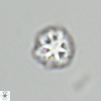Olladiscoaster bordii 31280