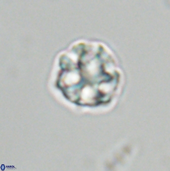 Olladiscoaster bordii 31281