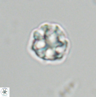 Olladiscoaster bordii 31281
