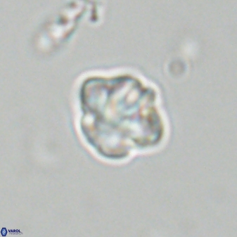 Olladiscoaster bordii 31283