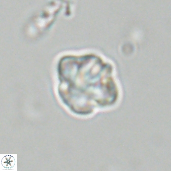 Olladiscoaster bordii 31283