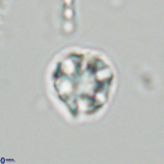 Olladiscoaster bordii 31285