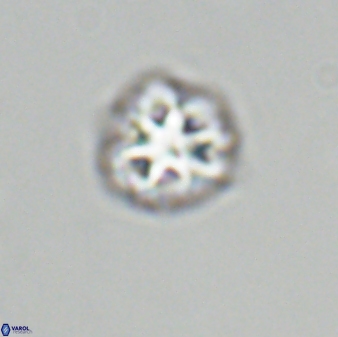 Olladiscoaster bordii 31286