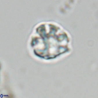 Olladiscoaster bordii 31287