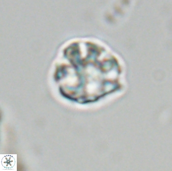 Olladiscoaster bordii 31287