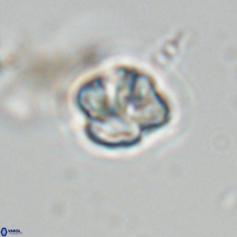 Olladiscoaster bordii 31288