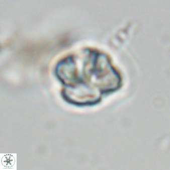 Olladiscoaster bordii 31288