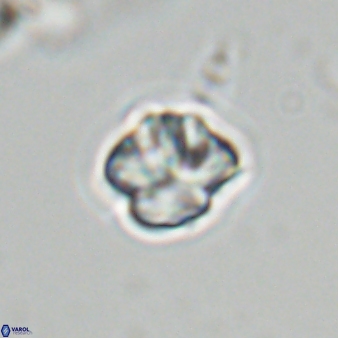 Olladiscoaster bordii 31289