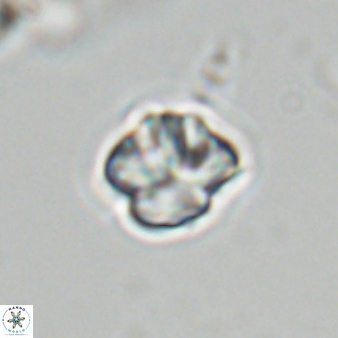 Olladiscoaster bordii 31289