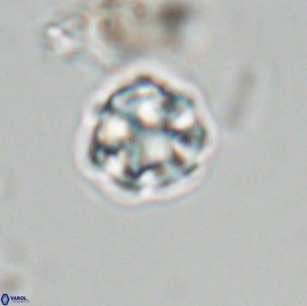 Olladiscoaster bordii 31290