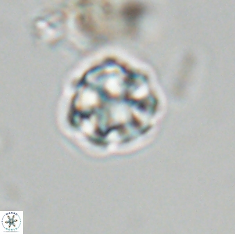 Olladiscoaster bordii 31290