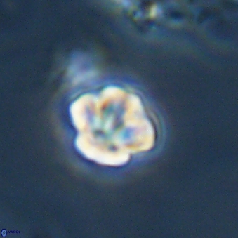 Olladiscoaster bordii 31298