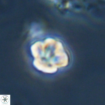 Olladiscoaster bordii 31298