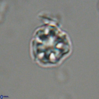 Olladiscoaster bordii 31302