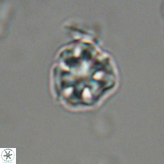 Olladiscoaster bordii 31302