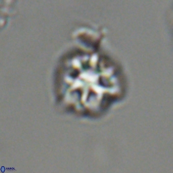 Olladiscoaster bordii 31303
