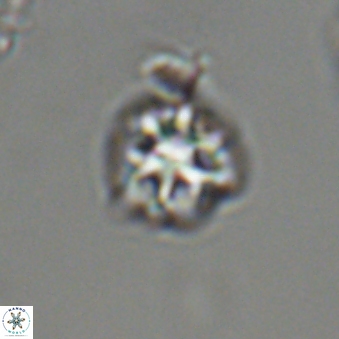 Olladiscoaster bordii 31303