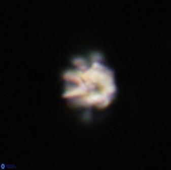 Olladiscoaster bordii 31307