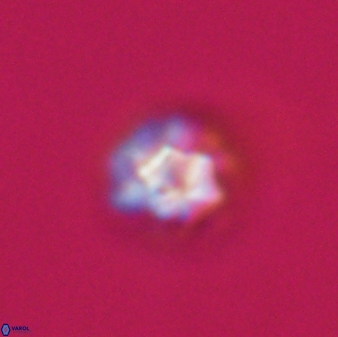 Olladiscoaster bordii 31311