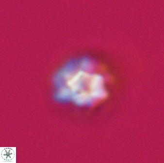 Olladiscoaster bordii 31311