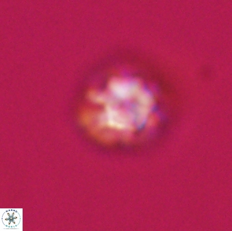 Olladiscoaster bordii 31313