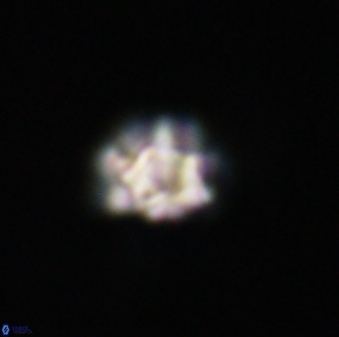 Olladiscoaster bordii 31315
