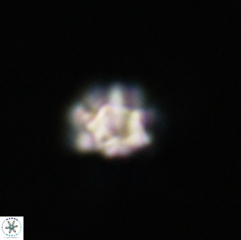 Olladiscoaster bordii 31315