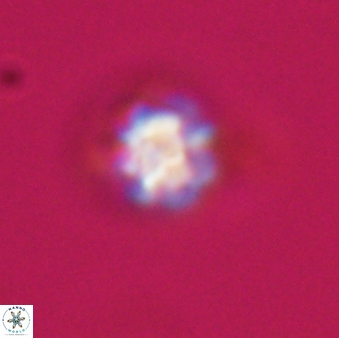 Olladiscoaster bordii 31317