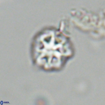 Olladiscoaster bordii 31318