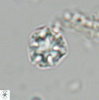 Olladiscoaster bordii 31319