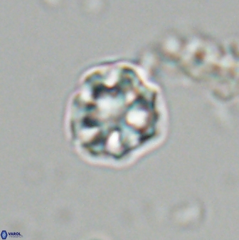 Olladiscoaster bordii 31321