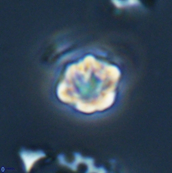 Olladiscoaster bordii 31324