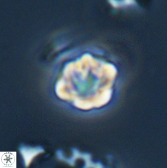 Olladiscoaster bordii 31324