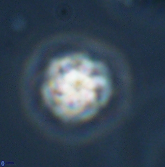 Olladiscoaster bordii 31326