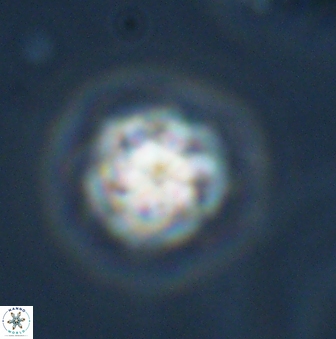 Olladiscoaster bordii 31326