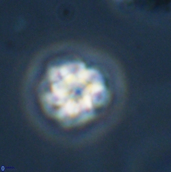 Olladiscoaster bordii 31327