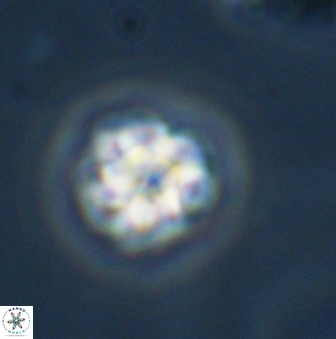 Olladiscoaster bordii 31327