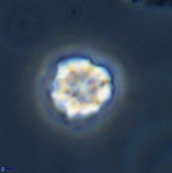 Olladiscoaster bordii 31328