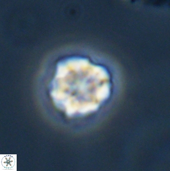 Olladiscoaster bordii 31328